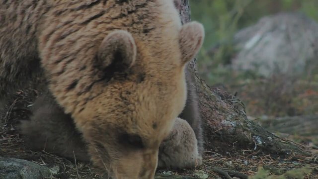 Russland - Im Reich der Tiger, Bären und Vulkane Fragman