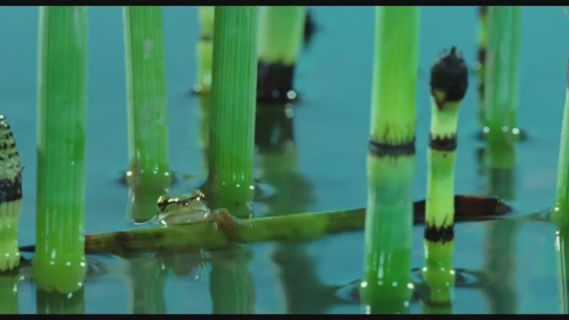 La clé des champs Fragman