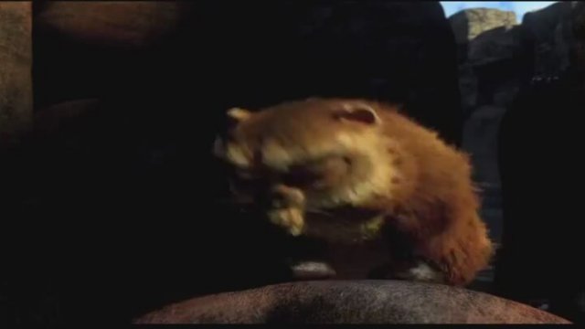 Cesur Zebra Türkçe Fragman