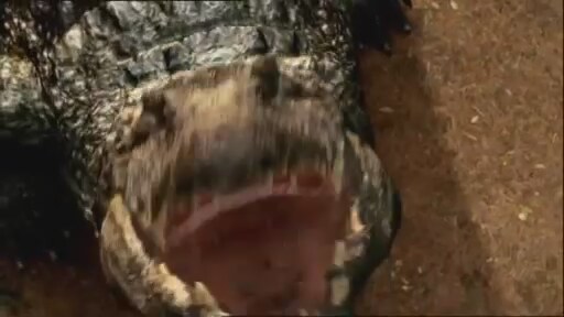 Lake Placid: The Final Chapter (2012) fragmanı