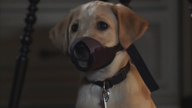 The Dog Who Saved the Holidays Fragman