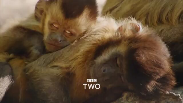 Wild Brazil Tanıtımı