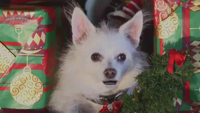 The Three Dogateers (2014) fragmanı