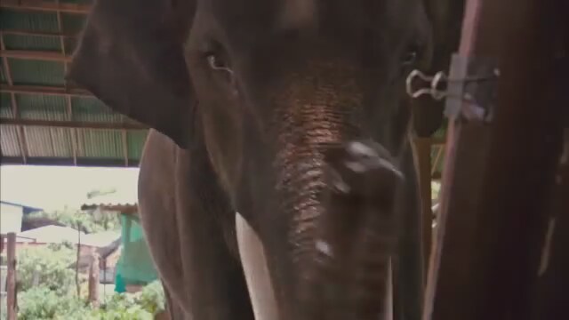 My Lucky Elephant (2013) Fragman