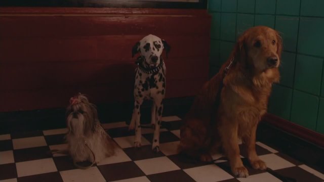 My Boyfriends' Dogs (2014) Fragman