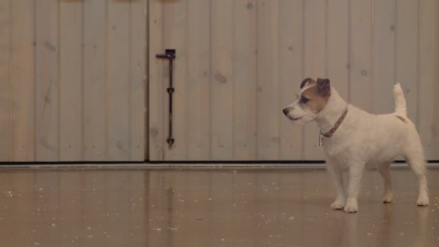 Up On The Wooftop (2015) Fragman